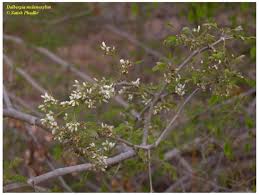Image result for Dalbergia melanoxylon