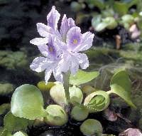 Image result for Pontederiaceae
