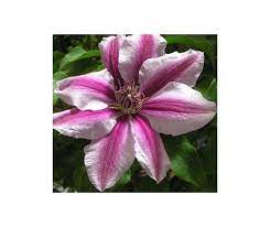 Клематис жгучий, или мелкоцветковый (clematis flammula). Clematis Malaya Garnet Powojnik