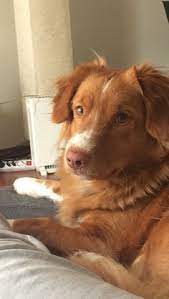 Reddit home for nova scotia duck tolling retrievers. Die 43 Besten Ideen Zu Toller Goldendoodle Hunde Tiere Tiere Hund