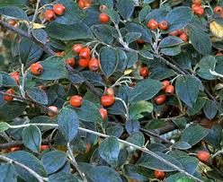 Image result for Cotoneaster franchetii