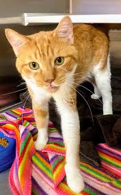 The humane society of fremont county loves to help animals find their forever homes! 80 Orange Cats Rescued From House Are Up For Adoption In Summit County