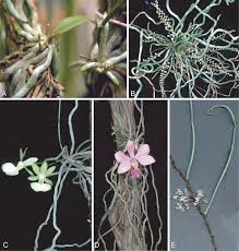 Image result for Microcoelia physophora