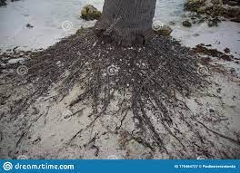 Caribbean Palm Tree Root System Stock Image Image Of Ixchel Blue 170464727