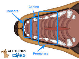 How Many Teeth Do Dogs Have Your Dog Dental Questions