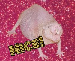 Pin On Aesthetic Animal Memes