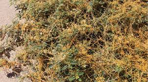 Image result for Cuscuta hyalina