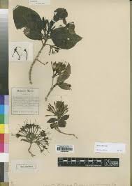 Image result for Pavetta cataractarum