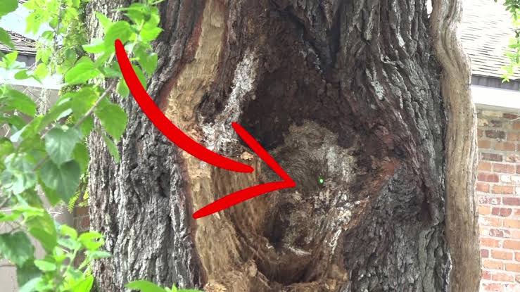 How to spot dangerous trees on your property and what to do next |  firstcoastnews.com