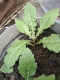 Image result for Gynura pseudochina