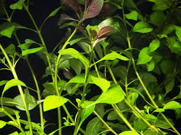 Image result for Stemodiopsis rivae