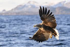 Irish Birds Of Prey Images White Tailed Eagles Have Been Spotted In England For The First Time In 240 Years White Tailed Eagle Save Wildlife Forest Habitat