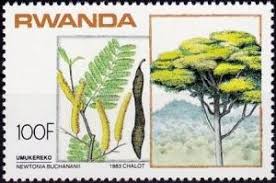 Image result for Newtonia buchananii