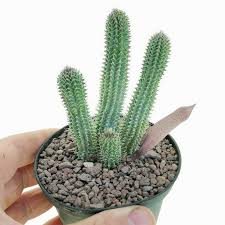 Image result for Tavaresia