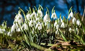 Astronomiczna wiosna przypada natomiast w równonoc wiosenną, kiedy dzień i noc trwają tak . Pin By Krystynajozefowicz On Wiosna Plants Flowers