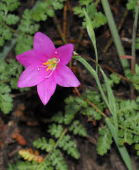 Image result for Sopubia angolensis