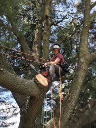 May 10, 2021 · by becoming certified, you'll demonstrate to potential employers and clients your dedication to tree care, safety and continued arboricultural education. Arborist Appreciates How Much Trees Bring To Our Lives And What We Lose When They Re Gone The Gazette
