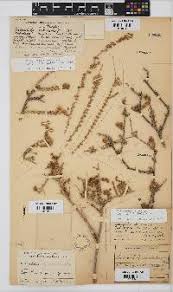 Image result for Eriocephalus ambiguus