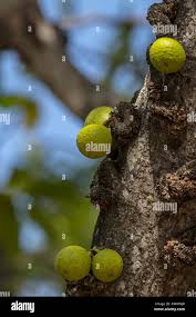 Image result for Ficus sansibarica