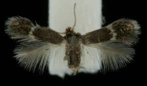 Image result for Stigmella freyella