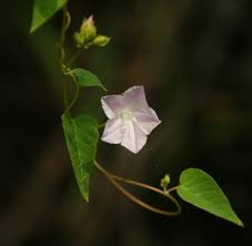 Image result for Jacquemontia paniculata