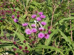 Image result for Vernonia prolixa