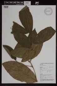 Image result for Antiaris