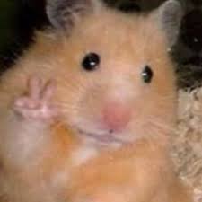 What is the tiktok hamster cult, and why are so many users adding a hamster pfp? Funny Hamster Profile Pictures