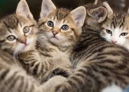 Thank you for choosing tabby tails cat rescue! 5 Common Cat Adoption Mistakes You Should Avoid