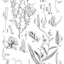 Image result for Chamaecrista wittei