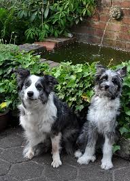 Naturliche Mittel Gegen Zecken Und Flohe Bei Hunden Smillas Wohngefuhl Flohe Hund Hunde Zecken