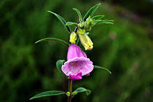 Numerous wild relatives occur in africa and a smaller number in india. Sesame Wikipedia