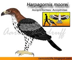 Pin By Ky On Art In 2020 Eagle Animals Prey