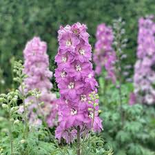 Image result for Delphinium