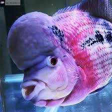 Artık bilgisayarınız üzerinden wallpaper ikan louhan heyecanına ulaşabilirsiniz. Freshwater Fish Community On Instagram Repost From Top Flowerhorns Aquatics Flowerhorn Flowerhornfish Flo Aquarium Fish Fish Background Freshwater Fish