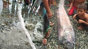 Pakar geologi luar negara pelik dengan gelombang tsunami terlalu besar Ikan Ini Diyakini Penanda Gempa Dan Tsunami Akan Terjadi Pakar Tak Menampik Dan Beberkan Alasannya Youtube