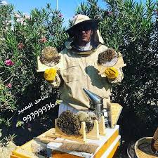 مناحل البصير نحل الكويت Background Pic Honey Bee عسل خلية نحل نحل صور تصويري مناحل البصير نحل الكويت Backgroun Honey Bee Bee Pics