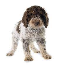 We are located in new brunswick, canada. Lagotto Romagnolo Dogs Breed Information Omlet
