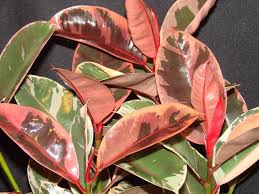 It is a polymer of buna s is also a synthetic rubber. Rubber Tree Plant Rubber Tree Plant Trees To Plant Rubber Tree