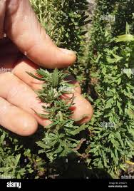 Image result for Schistostephium crataegifolium