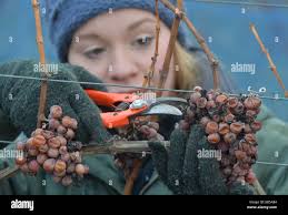Zeuchfeld, Germany. 28th Dec, 2014. Claudia Jaeger harvests Traminer grapes  for the ice wine production, a dessert wine made from grapes hardened by  frost at the Freyburger Muehlberg vineyard near Zeuchfeld, Germany,