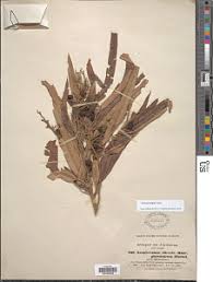 Image result for Ozoroa pwetoensis