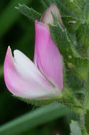 Image result for Tragus pedunculatus