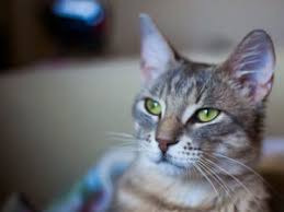 Here are easy guidelines for figuring out whether that cat snoring is a medical issue. Cat Snoring Why Do Cats Snore Is It Normal Are Snoring Cats Sick