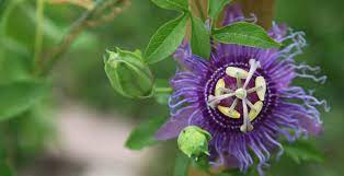 As the buds open and the air warms, their fruity scent increases, inviting a closer look. 12 Cold Hardy Tropical Plants To Grow Now Home Garden And Homestead