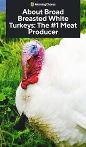 About Broad Breasted White Turkeys The 1 Turkey Meat Producer