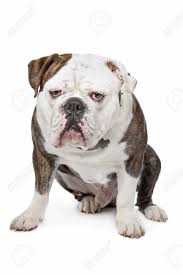 The international olde english bulldogge association (ioeba) is the world's #1 recognized registry for olde english bulldogges, olde boston bulldogges, bantam bulldogges, valley bulldogs and several other rare bully breeds. Old English Bulldog Vor Einem Weissen Hintergrund Lizenzfreie Fotos Bilder Und Stock Fotografie Image 14330397