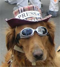 33 Animals Wearing Glasses Dog With Glasses Animal Sunglasses Wearing Glasses