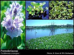 Image result for Pontederiaceae