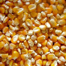 If you are ready to make the jump to efi for your hot rod or pro touring car we probably have. Hybrid Maize Seeds Wholesale Price Mandi Rate For Hybrid Corn Seed